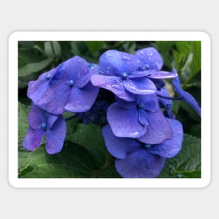 Perfect Blue Hydrangea in the Rain Sticker